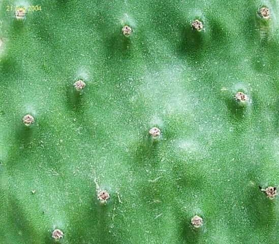 Opuntia _ficus-indica _06
